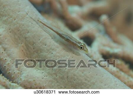 Stock Image - Whip coral goby (Cottogobius yongei), sitting on stem of gorgonian coral sea fan, Red Sea, Egpyt. Fotosearch