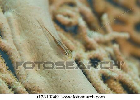 Stock Photo - Whip coral goby (Cottogobius yongei), sitting on stem of gorgonian coral sea fan, Red Sea, Egpyt. Fotosearch
