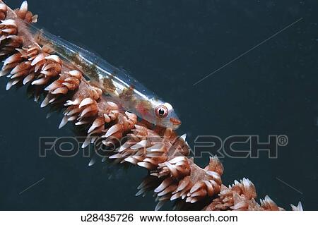 Stock Photograph - Whip coral goby (Cottogobius yongei), sitting on stem of whip coral, Mabul, Borneo, Malaysia. Fotosearch