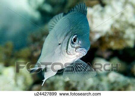 Stock Photo - White-belly Damsel (Amblyglyphidodon leucogaster). Red Sea.. Fotosearch