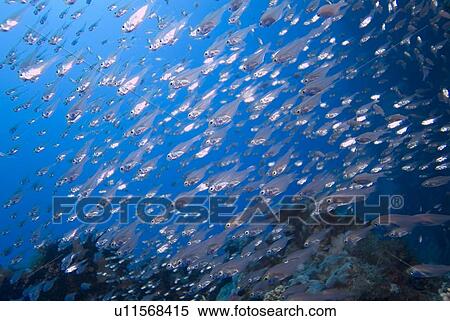 Stock Photography - Yellow Sweeper (Parapriacanthus ransonneti). Live by day in dense groups and moving into open water to feed on plankton at night. Red Sea.. Fotosearch