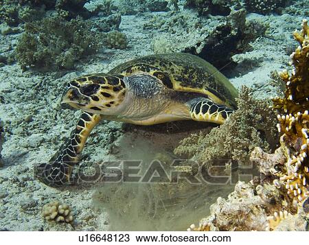 Stock Image - Dave, the famous Hawksbill turtle (Eretmochelys imbricata) from Sharm El Sheikh, rescued after a boat propellor accident, enjoying a meal with his partially fiber cast fixed shell. Critically endangered species. Shark and Yolanda, Ras Mohamed National Par. Fotosearch