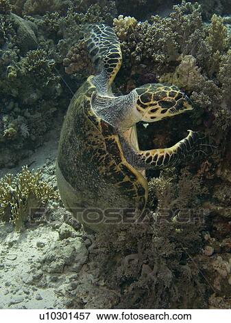 Stock Photo - Dave, the famous Hawksbill turtle (Eretmochelys imbricata) from Sharm El Sheikh, rescued after a boat propellor accident, enjoying a meal with his partially fiber cast fixed shell. Critically endangered species. Shark and Yolanda, Ras Mohamed National Par. Fotosearch