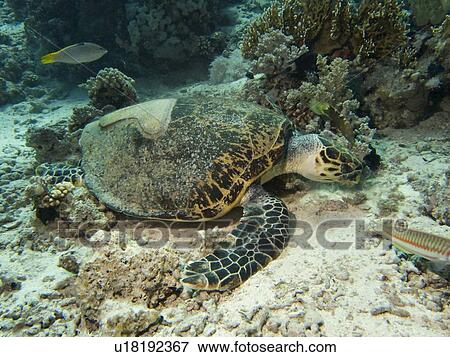 Stock Photo - Dave, the famous Hawksbill turtle (Eretmochelys imbricata) from Sharm El Sheikh, rescued after a boat propellor accident, enjoying a meal with his partially fiber cast fixed shell. Critically endangered species. Shark and Yolanda, Ras Mohamed National Par. Fotosearch