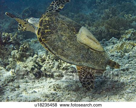 Dave, the famous Hawksbill turtle (Eretmochelys imbricata) from Sharm El Sheikh, rescued after a boat propellor accident and given a new chance through a partially fiber cast fixed shell, swimming around on his favourite reef. Critically endangered specie View Large Photo Image Stock Photo - Dave, the famous Hawksbill turtle (Eretmochelys imbricata) from Sharm El Sheikh, rescued after a boat propellor accident and given a new chance through a partially fiber cast fixed shell, swimming around on his favourite reef. Critically endangered specie. Fotosearch