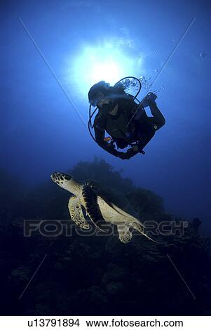 Diver and Hawksbill Turtle (Eretmochelys imbriocota), Little Cayman Island, Cayman Islands, Caribbean View Large Photo Image Picture - Diver and Hawksbill Turtle (Eretmochelys imbriocota), Little Cayman Island, Cayman Islands, Caribbean. Fotosearch