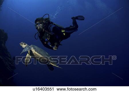 Diver and Hawksbill Turtle (Eretmochelys imbriocota), Little Cayman Island, Cayman Islands, Caribbean View Large Photo Image Stock Image - Diver and Hawksbill Turtle (Eretmochelys imbriocota), Little Cayman Island, Cayman Islands, Caribbean. Fotosearch