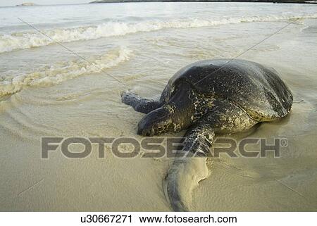Stock Image - green sea turtle (Chelonia mydas). Galapagos.. Fotosearch