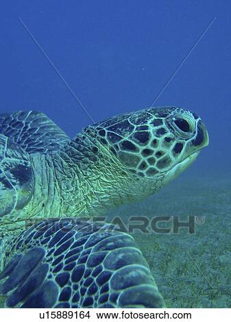 Green turtle (Chelonia mydas). Abu Dabbab, Red Sea, Egypt. View Large Photo Image Picture - Green turtle (Chelonia mydas). Abu Dabbab, Red Sea, Egypt.. Fotosearch