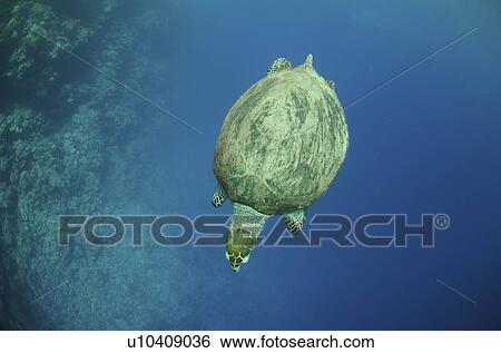 Stock Photograph - Green turtle (Chelonia mydas). Abu Dabbab, Red Sea, Egypt.. Fotosearch
