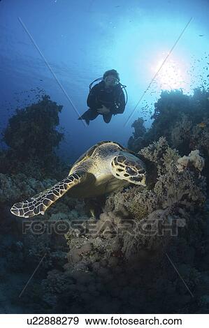 Stock Photo - Green Turtle (Chelonia mydas), diver watching turtle feeding on soft corals. Red Sea, Egypt. Fotosearch