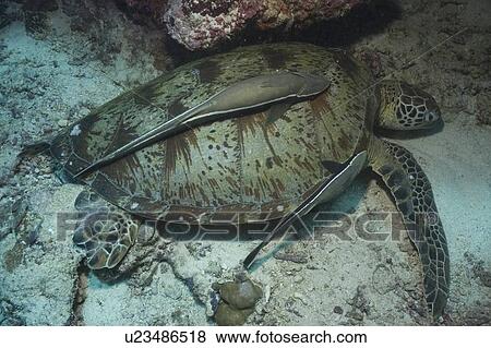 Stock Photo - Green Turtle (Chelonia mydas), resting with remora suckerfish to back, Sipidan, Mabul, Malaysia.. Fotosearch