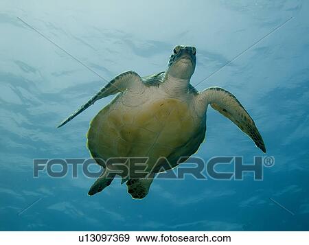 Green turtle (Chelonia mydas). Species Endangered. Marsa Shagra, Marsa Alaam, Red Sea, Egypt View Large Photo Image Stock Photo - Green turtle (Chelonia mydas). Species Endangered. Marsa Shagra, Marsa Alaam, Red Sea, Egypt. Fotosearch
