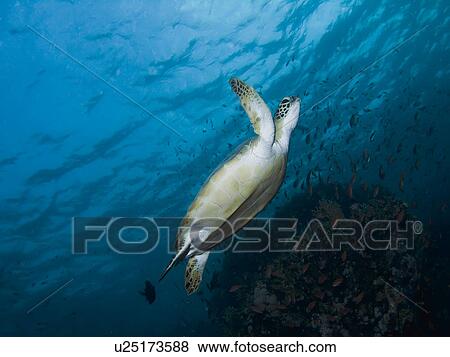 Green turtle (Chelonia mydas). Species endangered. Marsa Shagra, Marsa Alaam, Red Sea, Egypt. View Large Photo Image Stock Photo - Green turtle (Chelonia mydas). Species endangered. Marsa Shagra, Marsa Alaam, Red Sea, Egypt.. Fotosearch