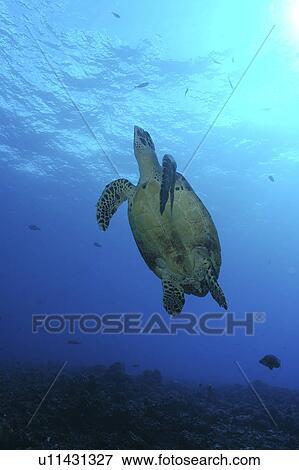 Stock Photo - Green Turtle (Chelonia mydas) swimming upwards towards surface, Tahiti, French Polynesia, Southern Pacific Ocean.. Fotosearch