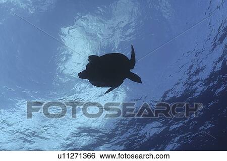 Green Turtle (Chelonia mydas) swimming upwards towards surface, Tahiti, French Polynesia, Southern Pacific Ocean. View Large Photo Image Stock Photograph - Green Turtle (Chelonia mydas) swimming upwards towards surface, Tahiti, French Polynesia, Southern Pacific Ocean.. Fotosearch