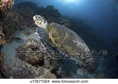 Green Turtle (Chelonia mydas), turtle swimming above reef with blue water background, Red Sea, Egypt View Large Photo Image Picture - Green Turtle (Chelonia mydas), turtle swimming above reef with blue water background, Red Sea, Egypt. Fotosearch