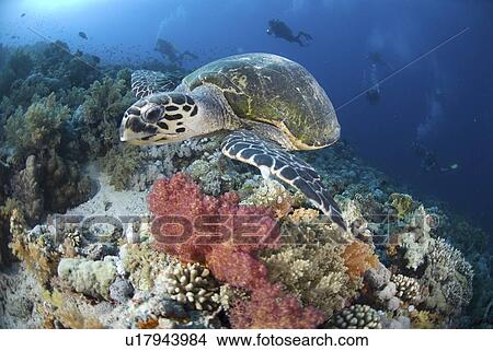 Green Turtle (Chelonia mydas), turtle swimming above colourful coral reef with blue water background and scuba diver, Red Sea, Egypt View Large Photo Image Picture - Green Turtle (Chelonia mydas), turtle swimming above colourful coral reef with blue water background and scuba diver, Red Sea, Egypt. Fotosearch