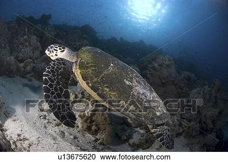 Stock Image - Green Turtle (Chelonia mydas), turtle swimming above reef with blue water background, Red Sea, Egypt. Fotosearch