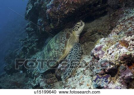Green Turtle (Chelonia mydas), turtle at rest on coral platform under reef, Sipidan, Mabul, Malaysia. View Large Photo Image Stock Image - Green Turtle (Chelonia mydas), turtle at rest on coral platform under reef, Sipidan, Mabul, Malaysia.. Fotosearch