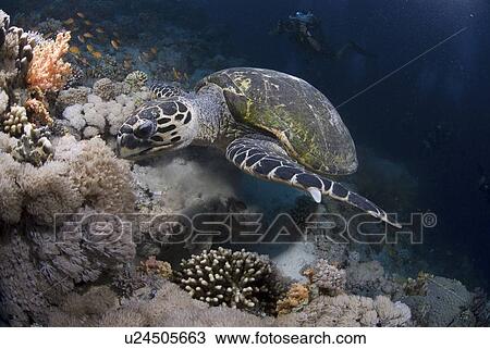 Stock Image - Green Turtle (Chelonia mydas), turtle swimming above reef withdark blue water background and scuba diver, Red Sea, Egypt. Fotosearch