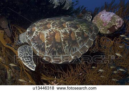 Green Turtle (Chelonia mydas), turtle feeding amongst bush of precious black coral, Sipidan, Mabul, Malaysia. View Large Photo Image Stock Photo - Green Turtle (Chelonia mydas), turtle feeding amongst bush of precious black coral, Sipidan, Mabul, Malaysia.. Fotosearch