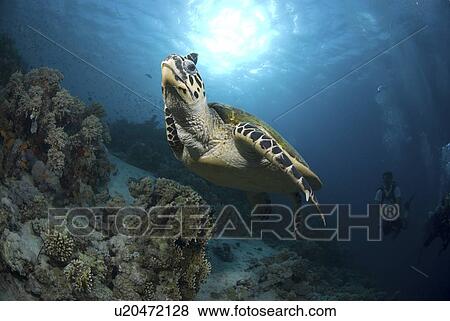 Green Turtle (Chelonia mydas), turtle swimming above reef with blue water background and scuba diver, Red Sea, Egypt. View Large Photo Image Stock Photo - Green Turtle (Chelonia mydas), turtle swimming above reef with blue water background and scuba diver, Red Sea, Egypt.. Fotosearch