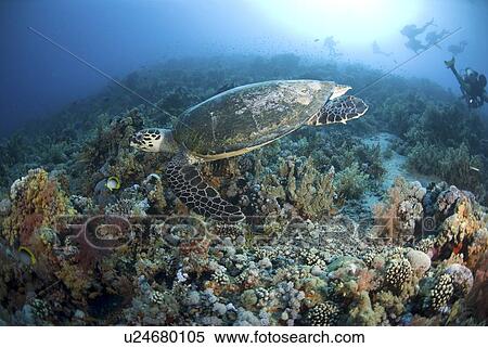 Green Turtle (Chelonia mydas), turtle swimming above colourful coral reef with blue water background and scuba diver, Red Sea, Egypt View Large Photo Image Stock Photography - Green Turtle (Chelonia mydas), turtle swimming above colourful coral reef with blue water background and scuba diver, Red Sea, Egypt. Fotosearch