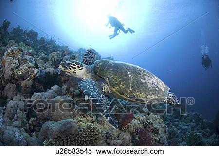Stock Photography - Green Turtle (Chelonia mydas), turtle swimming above colourful coral reef with blue water background and scuba diver, Red Sea, Egypt. Fotosearch