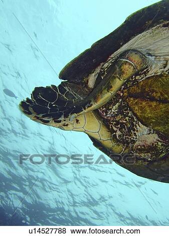 Stock Photo - Green turtle (Chelonia mydas) with malformation of back flippers. Species Endangered. Lighthouse, Ras Mohamed National Park, Sharm El Sheikh, South Sinai, Red Sea, Egypt.. Fotosearch