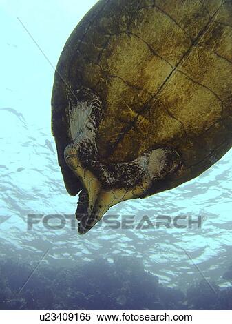 Green turtle (Chelonia mydas) with malformation of back flippers. Species Endangered. Lighthouse, Ras Mohamed National Park, Sharm El Sheikh, South Sinai, Red Sea, Egypt. View Large Photo Image Stock Photography - Green turtle (Chelonia mydas) with malformation of back flippers. Species Endangered. Lighthouse, Ras Mohamed National Park, Sharm El Sheikh, South Sinai, Red Sea, Egypt.. Fotosearch