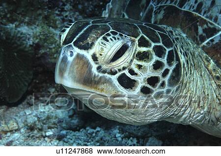Green Turtle (Chelonia mydas)detail of head, Tahiti, French Polynesia, Southern Pacific Ocean View Large Photo Image Stock Photo - Green Turtle (Chelonia mydas)detail of head, Tahiti, French Polynesia, Southern Pacific Ocean. Fotosearch