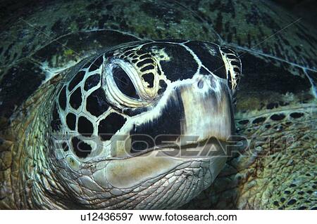 Green Turtle (Chelonia mydas)detail of head, Tahiti, French Polynesia, Southern Pacific Ocean View Large Photo Image Stock Photo - Green Turtle (Chelonia mydas)detail of head, Tahiti, French Polynesia, Southern Pacific Ocean. Fotosearch