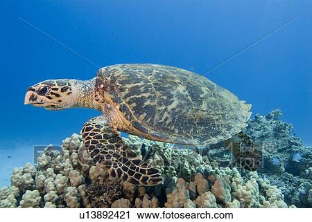 Hawksbill Sea Turtle (Eretmochelys imbricate). Red Sea. View Large Photo Image Stock Image - Hawksbill Sea Turtle (Eretmochelys imbricate). Red Sea.. Fotosearch