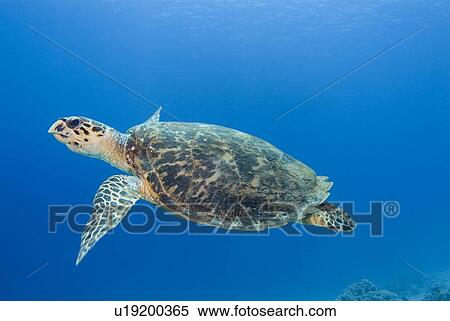 Stock Photography - Hawksbill Sea Turtle (Eretmochelys imbricate). Red Sea.. Fotosearch
