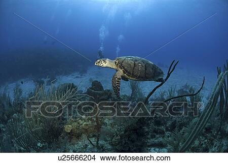 Picture - Hawksbill Turtle (Eretmochelys imbriocota), swimming over coral reef Little Cayman Island, Cayman Islands, Caribbean. Fotosearch