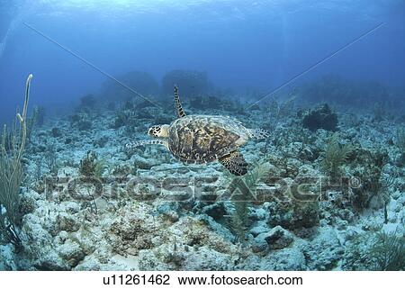 Stock Image - Hawksbill Turtle (Eretmochelys imbriocota), swimming over coral reef Little Cayman Island, Cayman Islands, Caribbean. Fotosearch