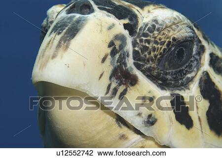 Hawksbill Turtle (Eretmochelys imbriocota) detail of head, Little Cayman Island, Cayman Islands, Caribbean View Large Photo Image Stock Image - Hawksbill Turtle (Eretmochelys imbriocota) detail of head, Little Cayman Island, Cayman Islands, Caribbean. Fotosearch