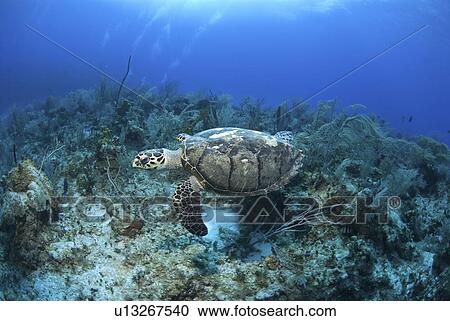 Hawksbill Turtle (Eretmochelys imbriocota), swimming over coral reef Little Cayman Island, Cayman Islands, Caribbean View Large Photo Image Stock Image - Hawksbill Turtle (Eretmochelys imbriocota), swimming over coral reef Little Cayman Island, Cayman Islands, Caribbean. Fotosearch