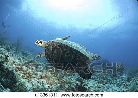 Hawksbill Turtle (Eretmochelys imbriocota), swimming over coral reef Little Cayman Island, Cayman Islands, Caribbean View Large Photo Image Stock Image - Hawksbill Turtle (Eretmochelys imbriocota), swimming over coral reef Little Cayman Island, Cayman Islands, Caribbean. Fotosearch