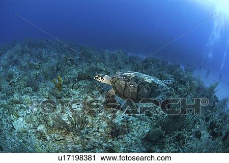 Hawksbill Turtle (Eretmochelys imbriocota), swimming over coral reef Little Cayman Island, Cayman Islands, Caribbean View Large Photo Image Stock Image - Hawksbill Turtle (Eretmochelys imbriocota), swimming over coral reef Little Cayman Island, Cayman Islands, Caribbean. Fotosearch