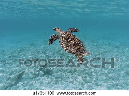 Hawksbill Turtle (Eretmochelys imbricata). Grand Cayman, Cayman Islands, Caribbean Sea View Large Photo Image Stock Image - Hawksbill Turtle (Eretmochelys imbricata). Grand Cayman, Cayman Islands, Caribbean Sea. Fotosearch