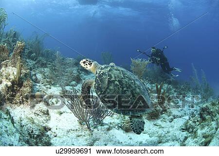 Hawksbill Turtle (Eretmochelys imbriocota), swimming over coral reef with diver in background, Little Cayman Island, Cayman Islands, Caribbean View Large Photo Image Stock Image - Hawksbill Turtle (Eretmochelys imbriocota), swimming over coral reef with diver in background, Little Cayman Island, Cayman Islands, Caribbean. Fotosearch