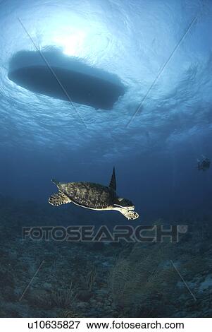 Stock Photo - Hawksbill Turtle (Eretmochelys imbriocota), swimming over coral reef with boat silhouette above, Little Cayman Island, Cayman Islands, Caribbean. Fotosearch
