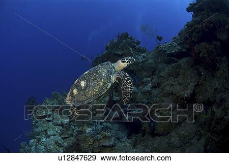 Hawksbill Turtle (Eretmochelys imbriocota) swimming upwards along tropical coral reef, Little Cayman Island, Cayman Islands, Caribbean View Large Photo Image Stock Photo - Hawksbill Turtle (Eretmochelys imbriocota) swimming upwards along tropical coral reef, Little Cayman Island, Cayman Islands, Caribbean. Fotosearch