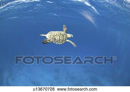 Hawksbill Turtle (Eretmochelys imbriocota), swimming just underneath surface, Little Cayman Island, Cayman Islands, Caribbean View Large Photo Image Stock Photo - Hawksbill Turtle (Eretmochelys imbriocota), swimming just underneath surface, Little Cayman Island, Cayman Islands, Caribbean. Fotosearch