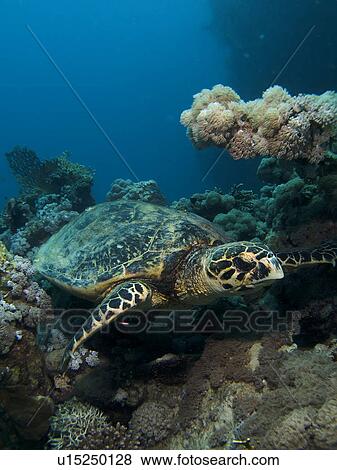 Stock Photo - Hawksbill turtle (Eretmochelys imbricata Species Critically Endangered. Marsa Shagra, Marsa Alaam, Red Sea, Egypt.. Fotosearch