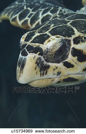 Stock Photo - Hawksbill Turtle (Eretmochelys imbriocota) detail of head, Little Cayman Island, Cayman Islands, Caribbean. Fotosearch