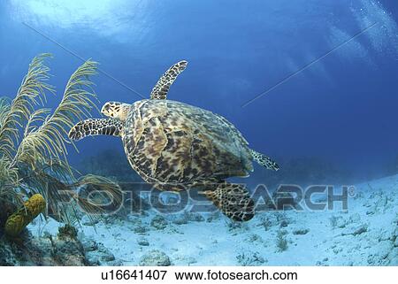 Stock Photo - Hawksbill Turtle (Eretmochelys imbriocota), swimming over coral reef Little Cayman Island, Cayman Islands, Caribbean. Fotosearch