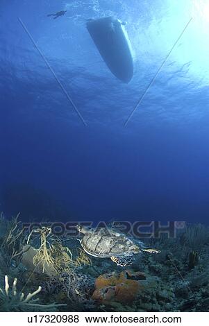 Hawksbill Turtle (Eretmochelys imbriocota), swimming over coral reef with boat silhouette above, Little Cayman Island, Cayman Islands, Caribbean View Large Photo Image Stock Photo - Hawksbill Turtle (Eretmochelys imbriocota), swimming over coral reef with boat silhouette above, Little Cayman Island, Cayman Islands, Caribbean. Fotosearch